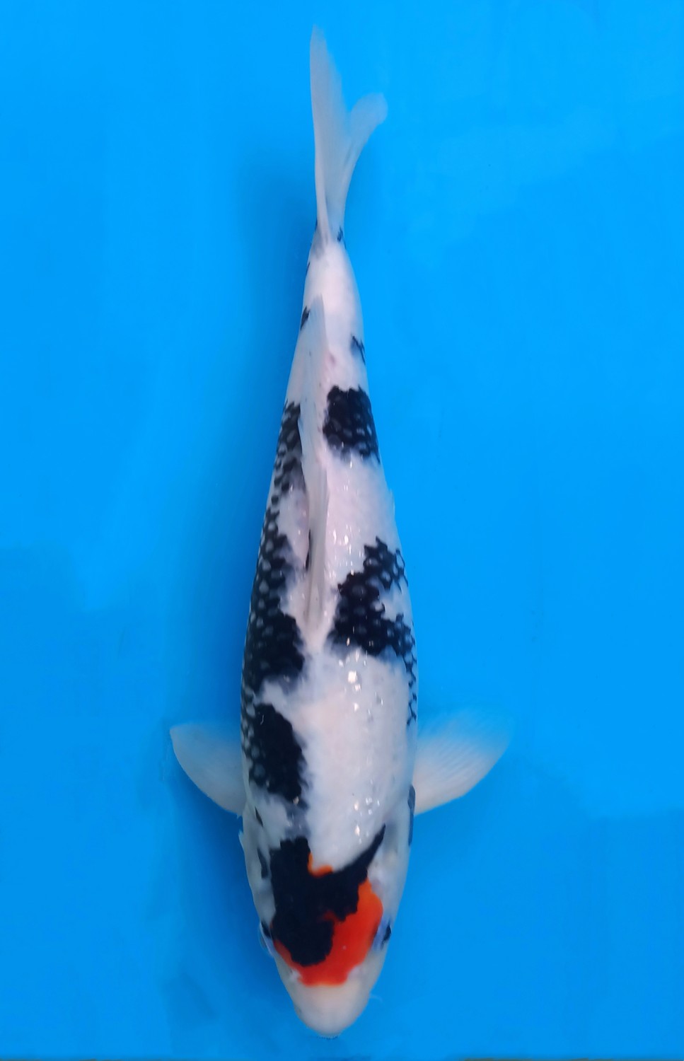 Juara 5