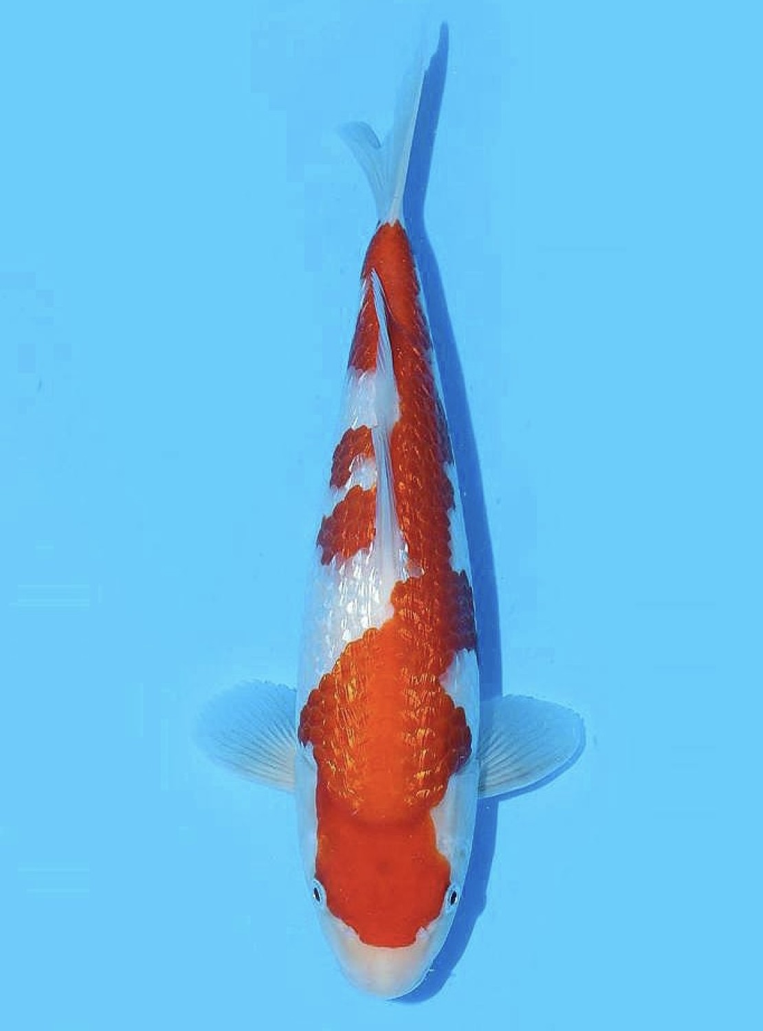 Juara 5