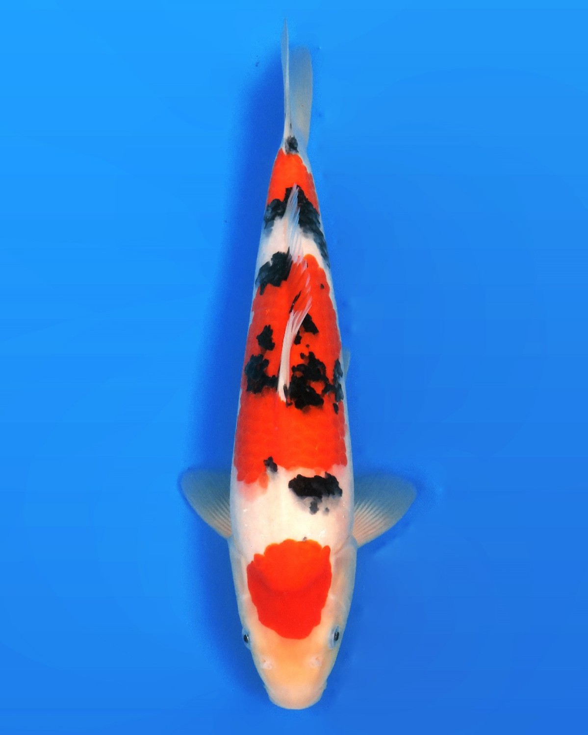Juara 2