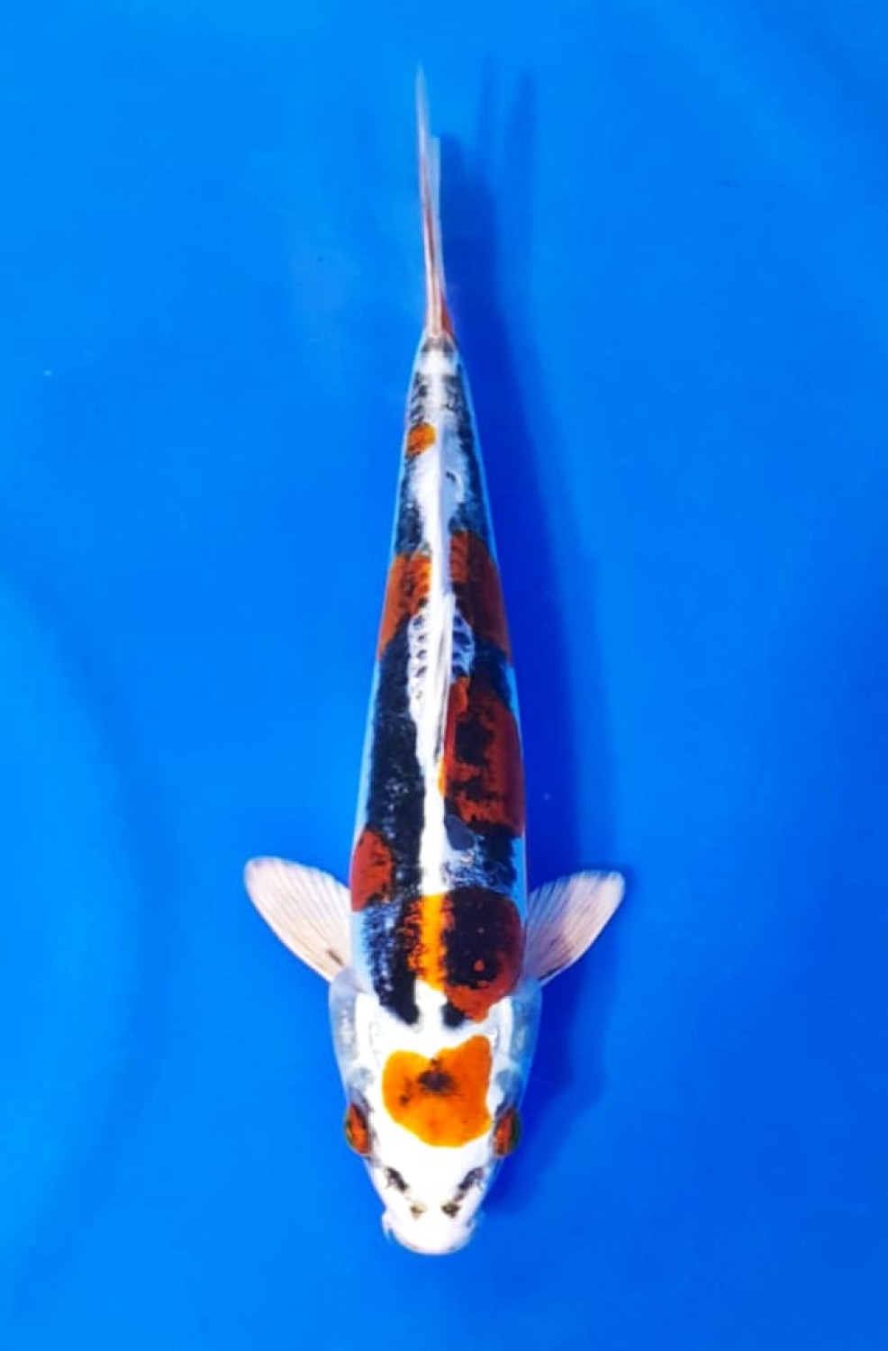 Juara 1