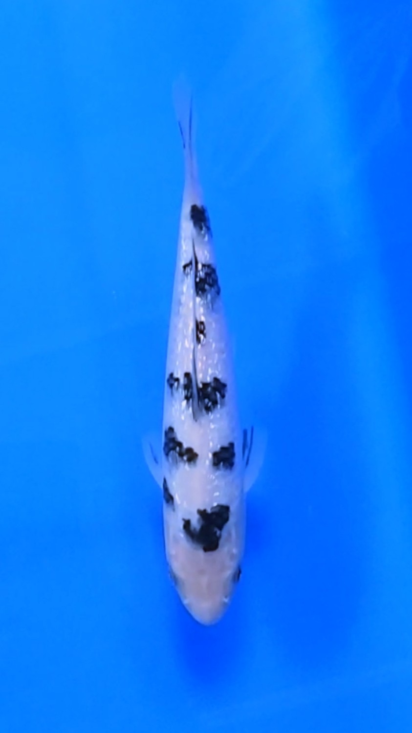 Juara 2