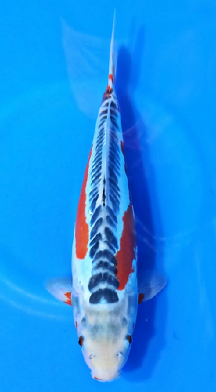 Best In Size D 36 - 40 cm