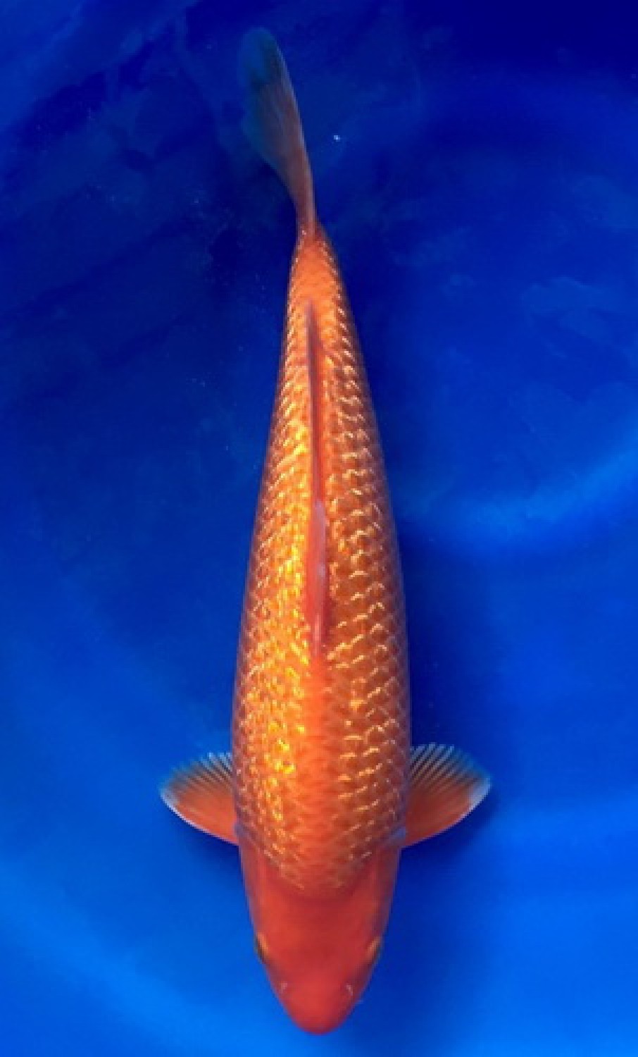Juara 3