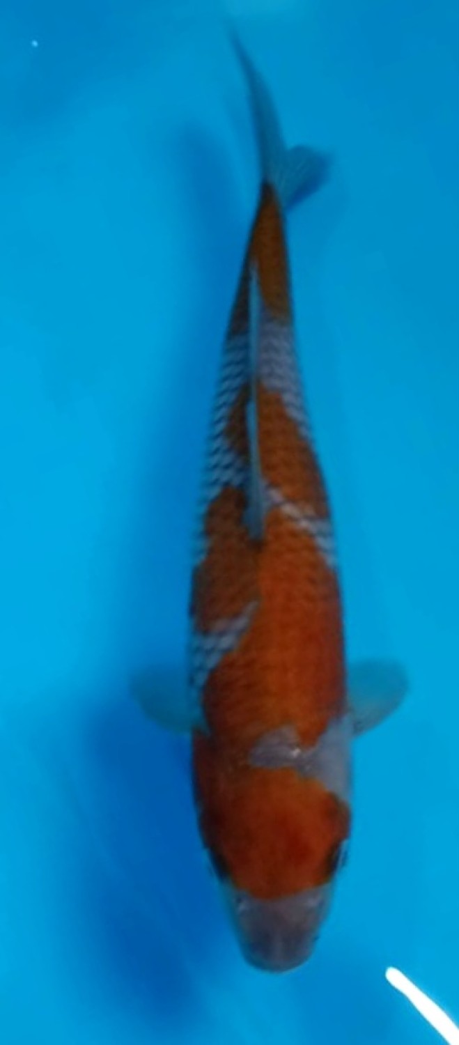 Juara 1