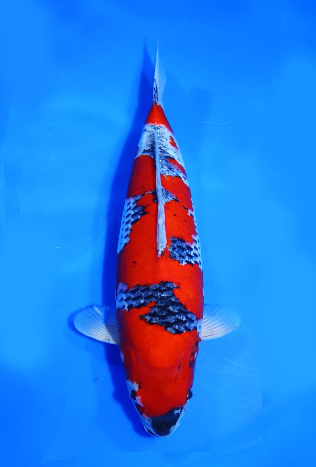 Juara 1