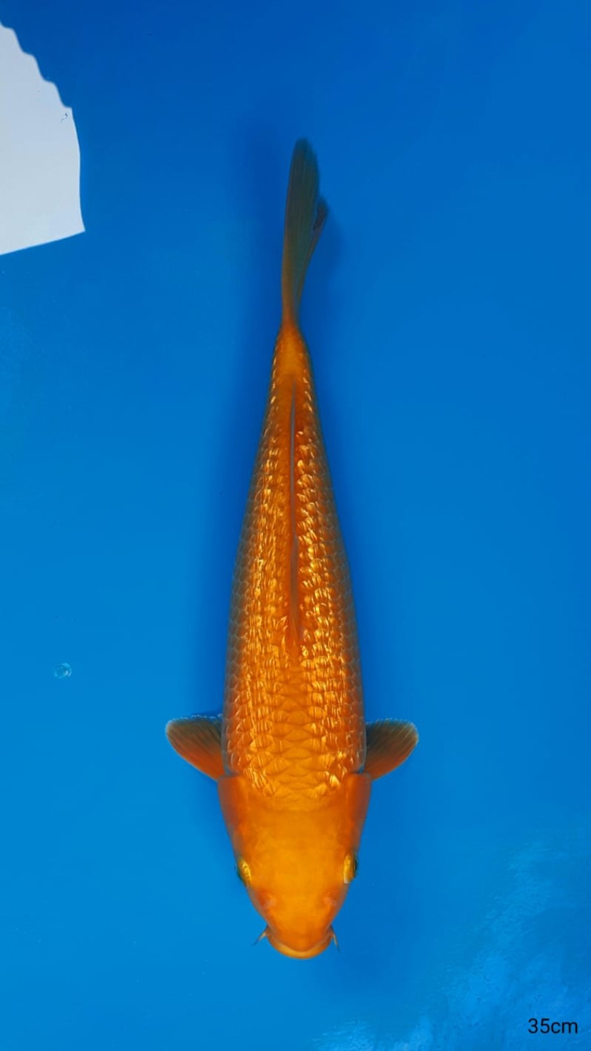 Juara 3