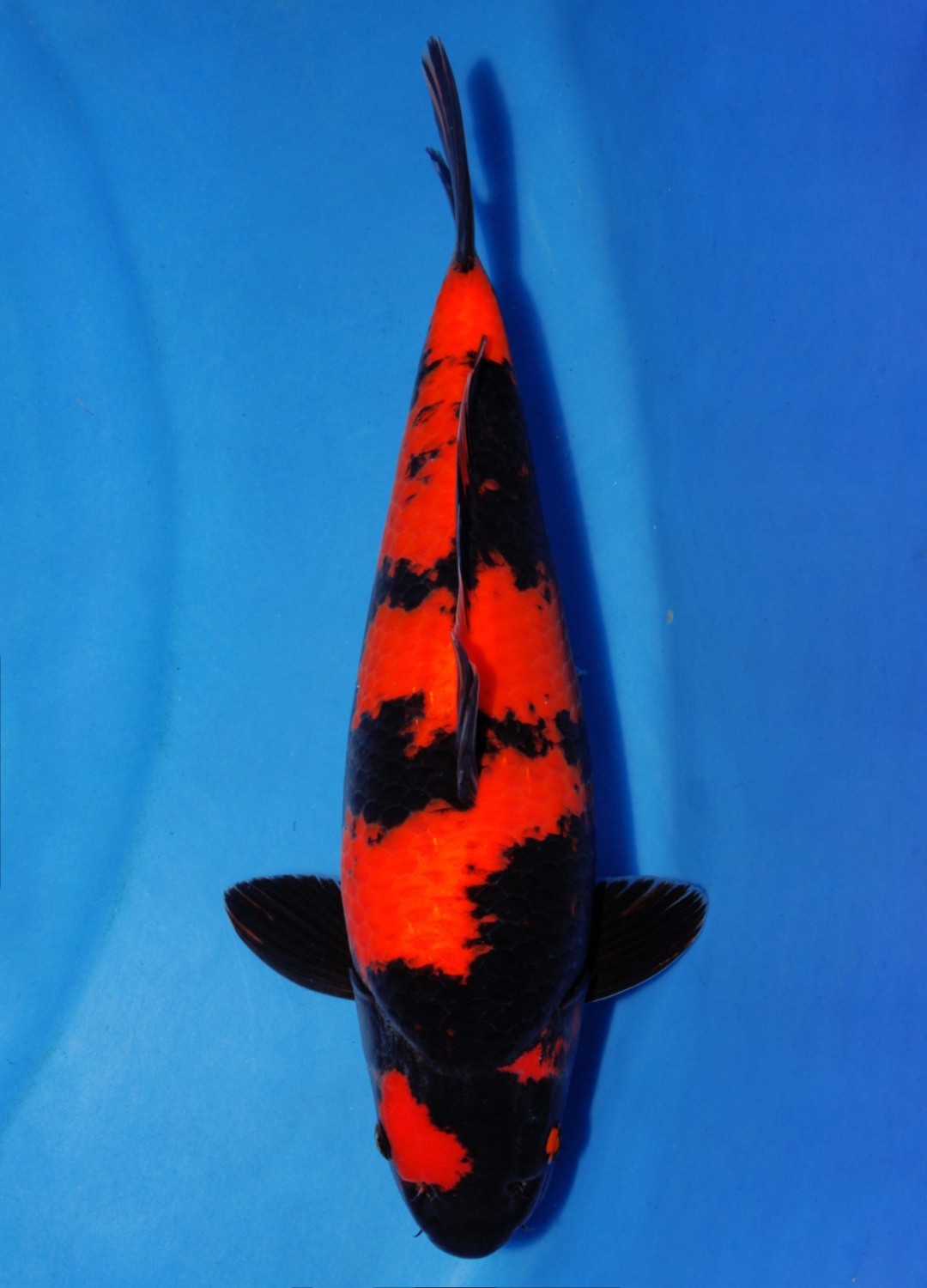 Best In Size D 31 - 35 cm