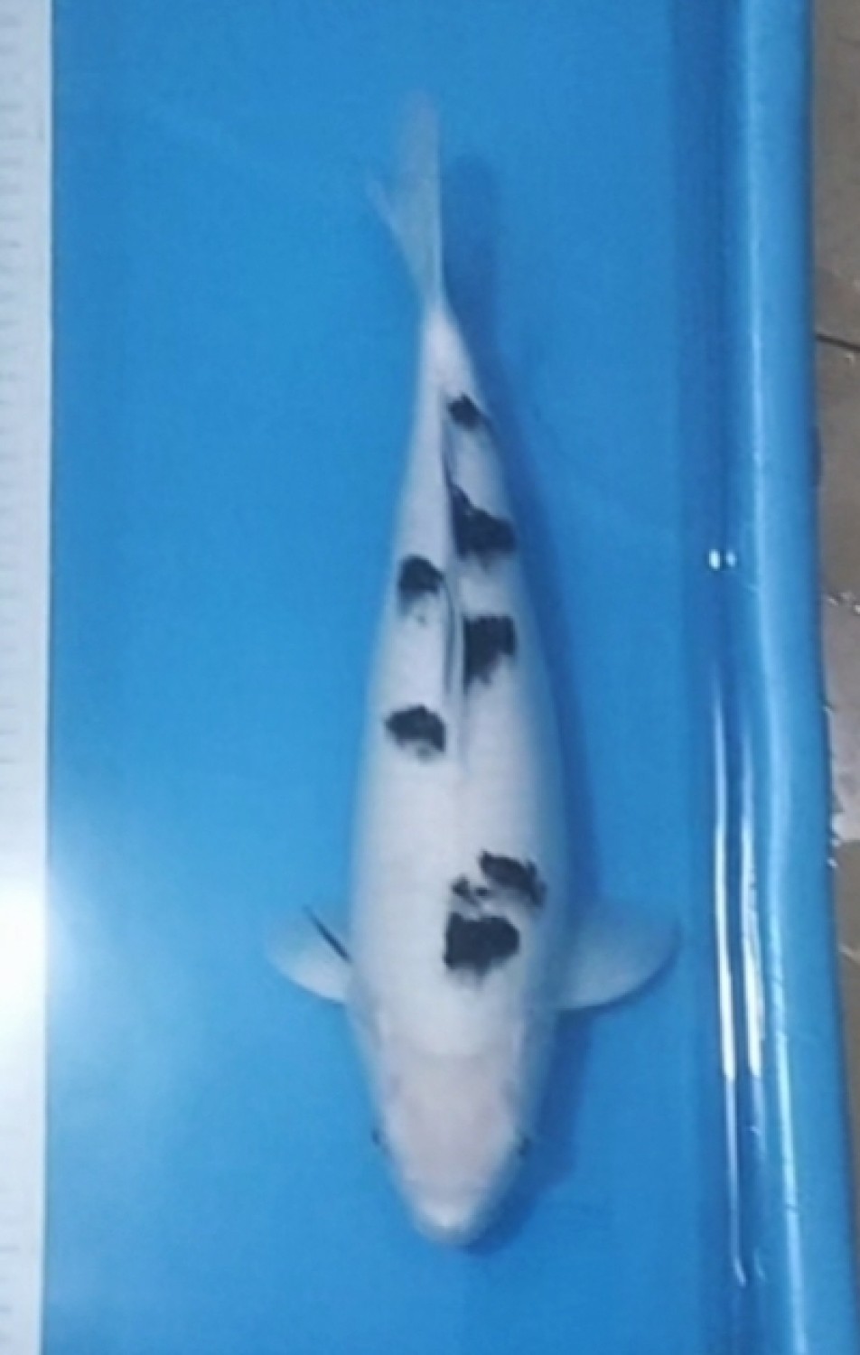 Juara 2