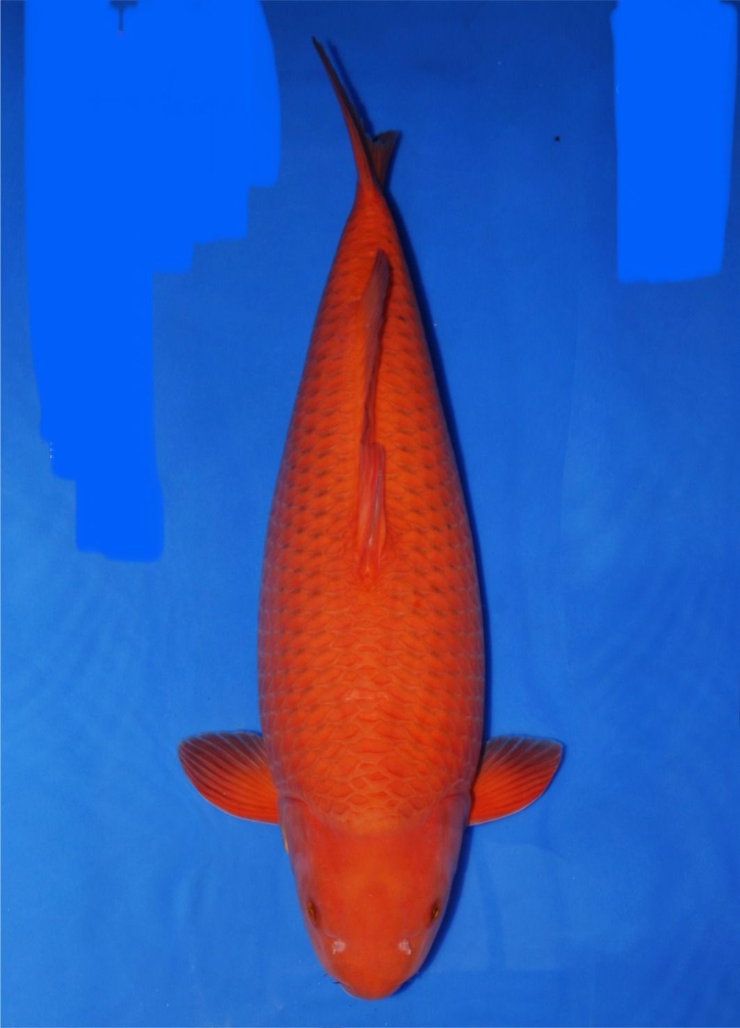 Juara 2