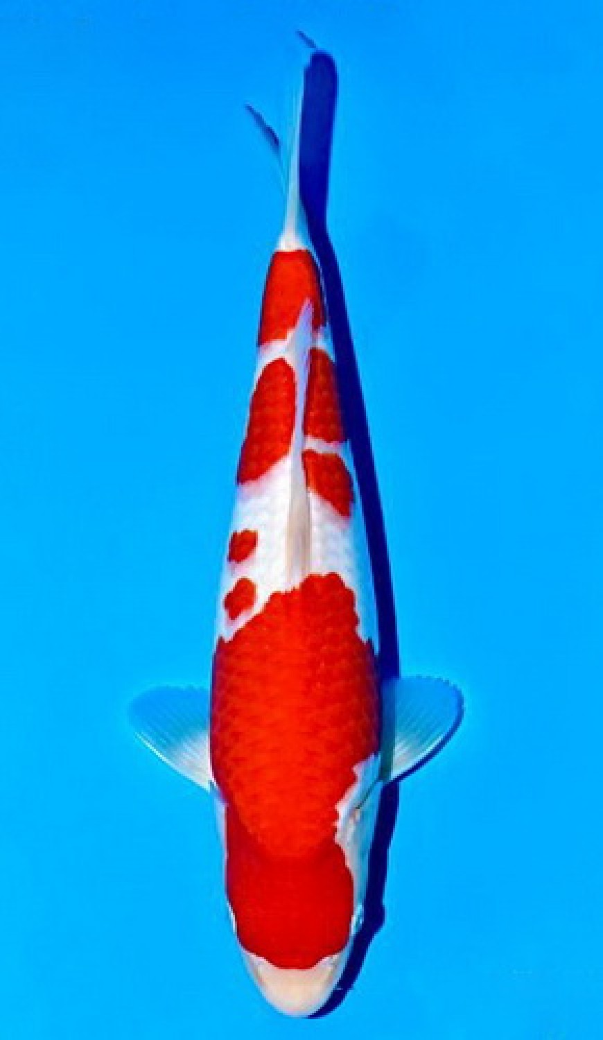 Juara 3