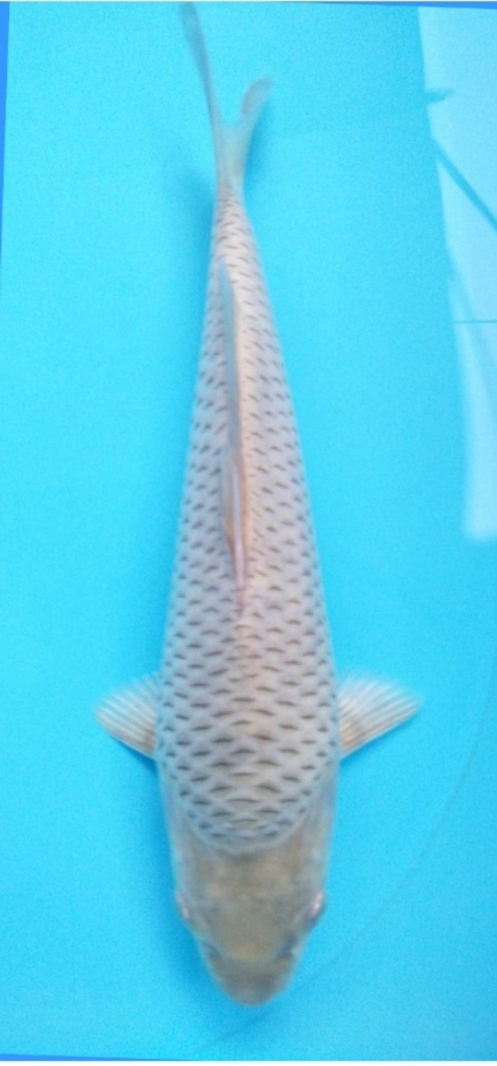 Best In Size E 26 - 30 cm