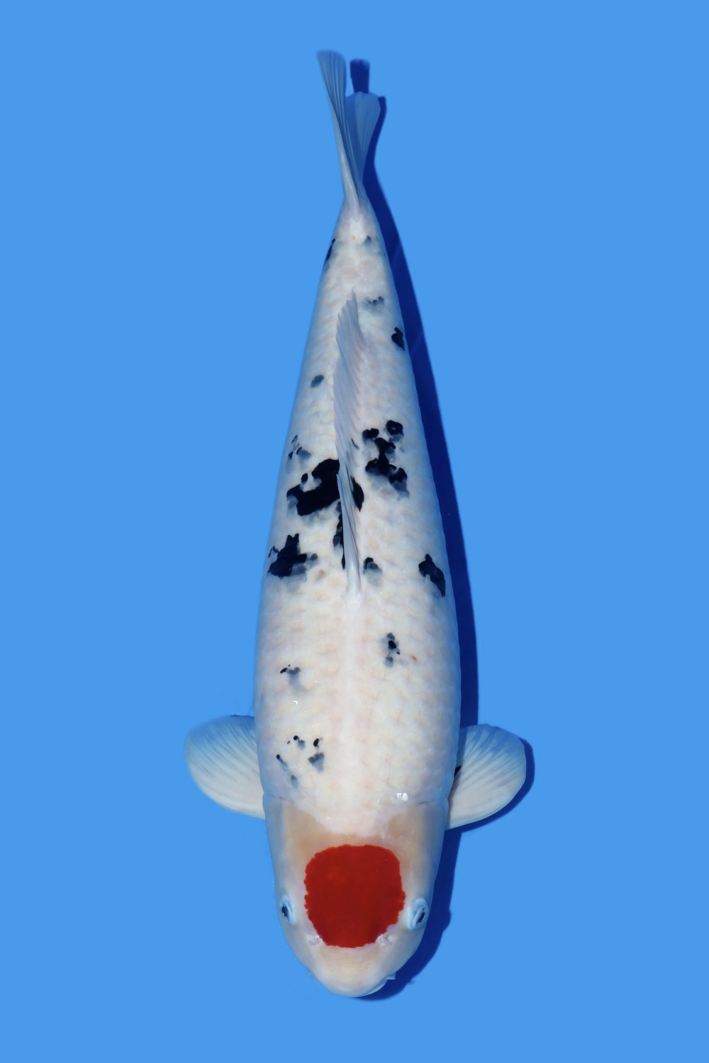 Juara 5