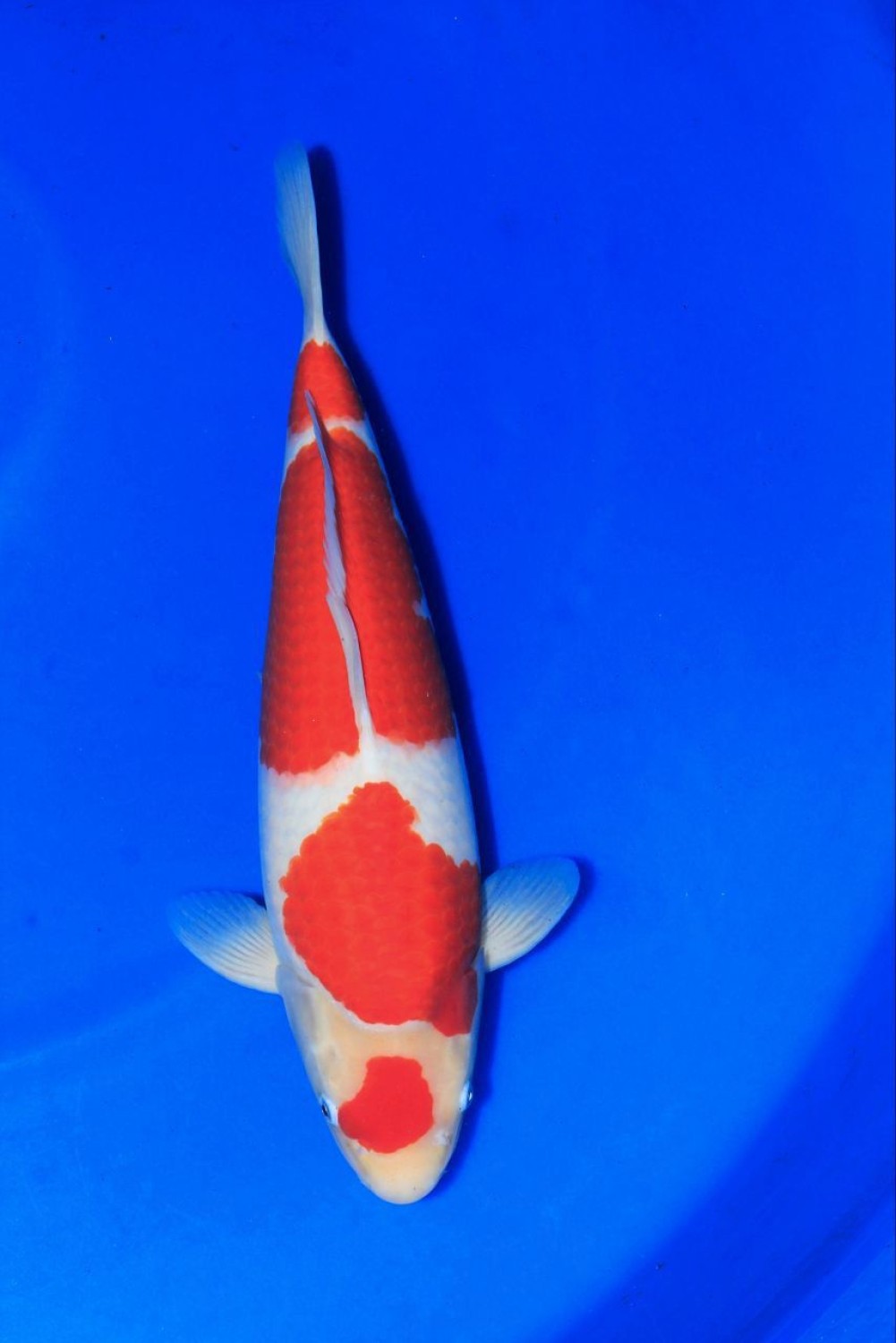 Juara 4