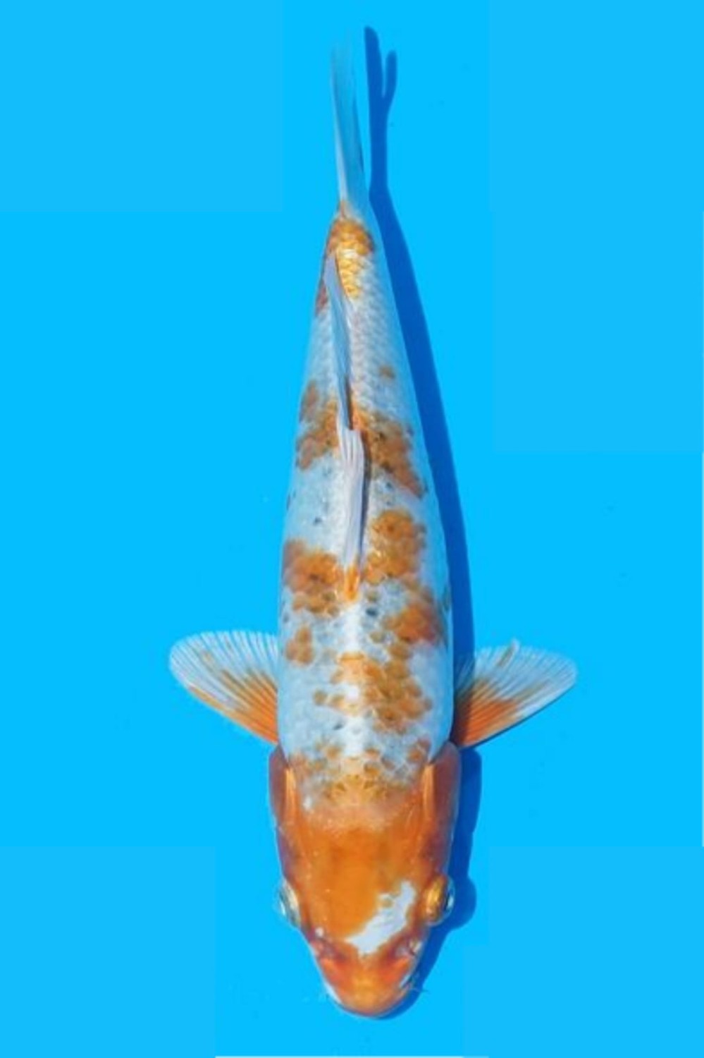 Juara 4