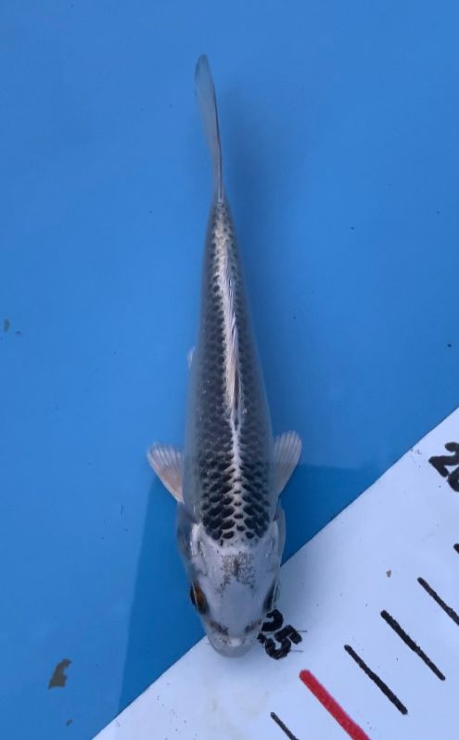 Juara 1
