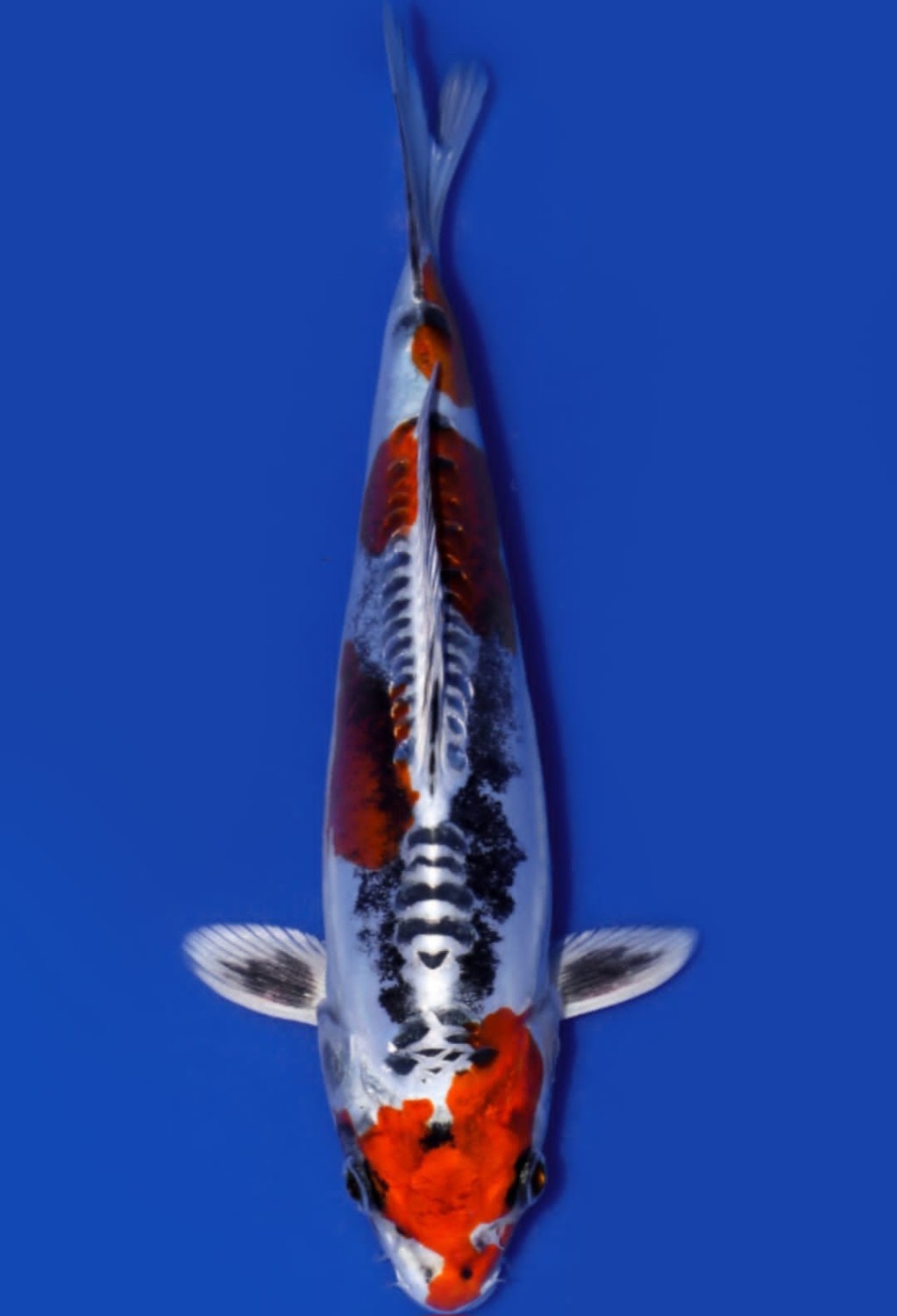 Juara 3