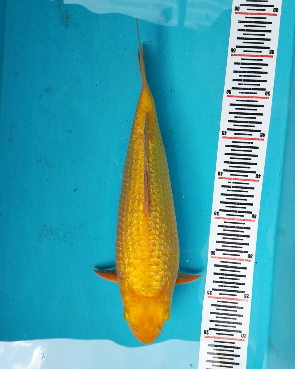 Juara 4