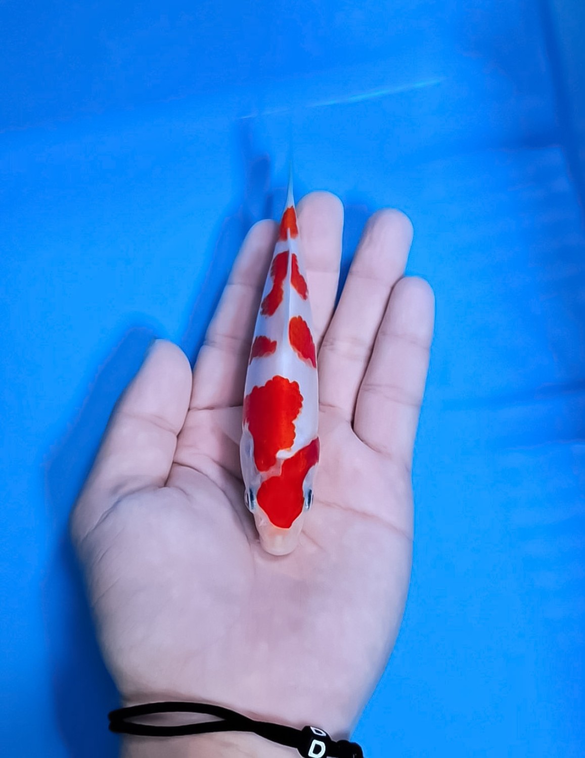 Juara 1