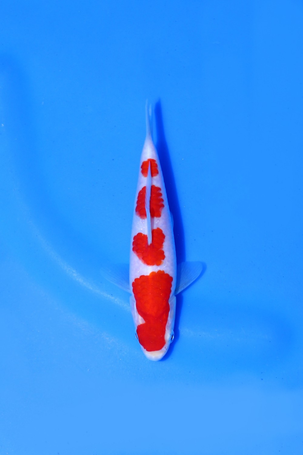 Juara 1