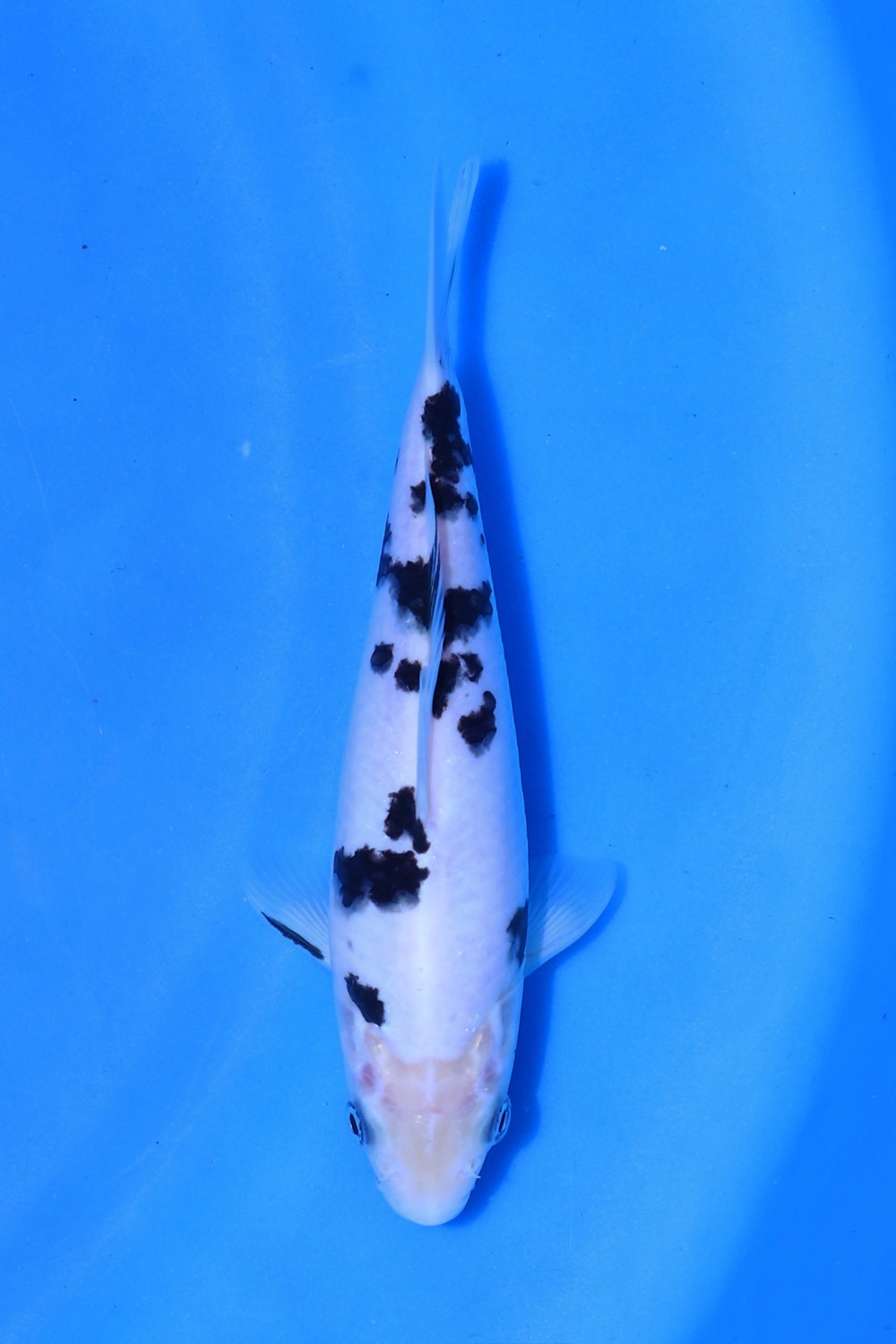 Juara 2