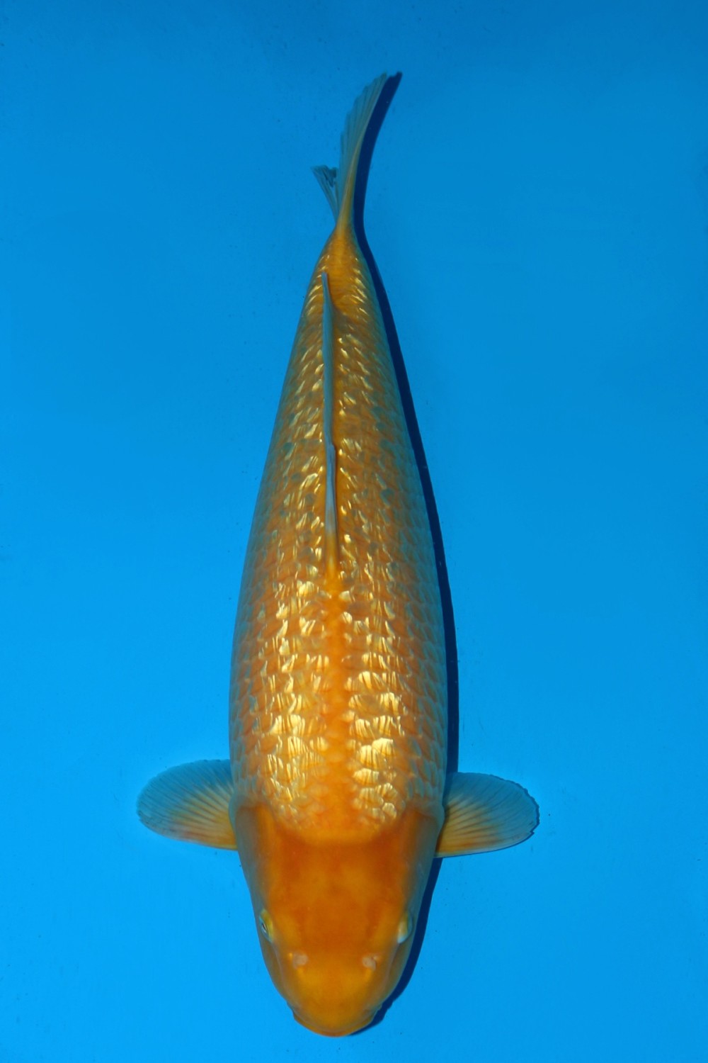 Juara 2