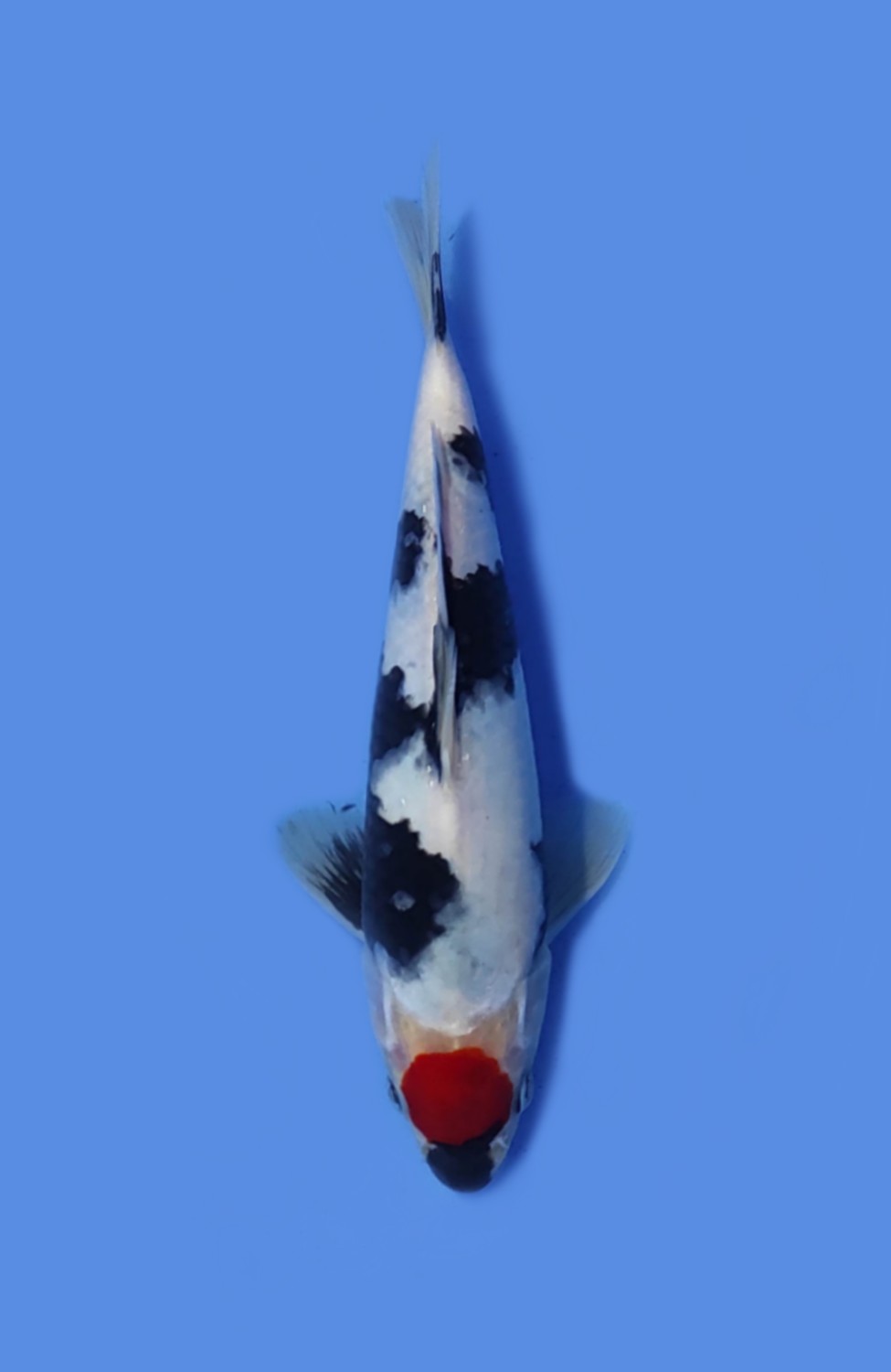 Juara 5