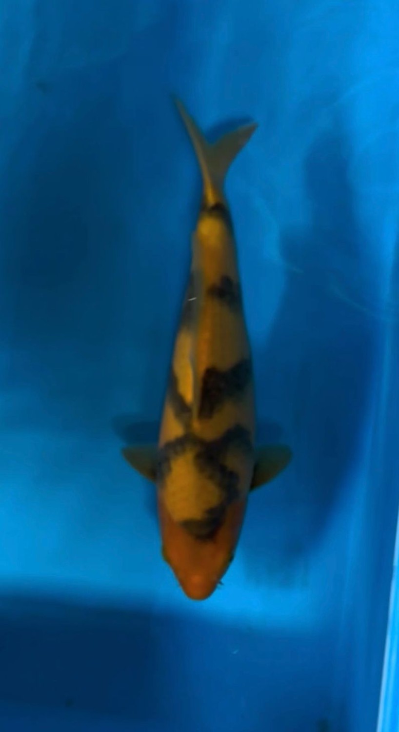 Juara 1