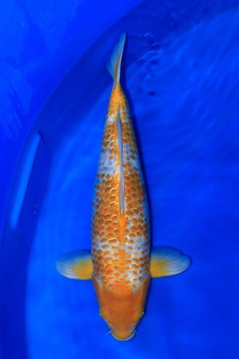 Juara 2