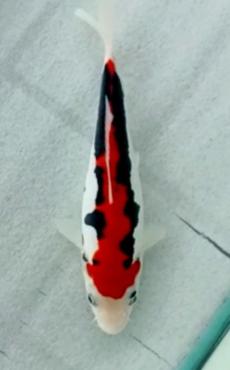 Juara 4
