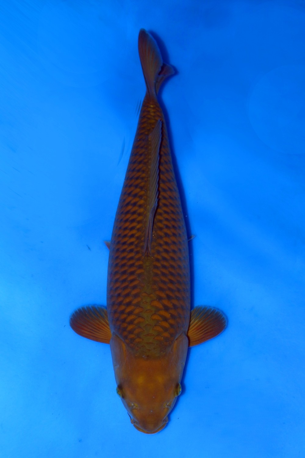 Juara 1
