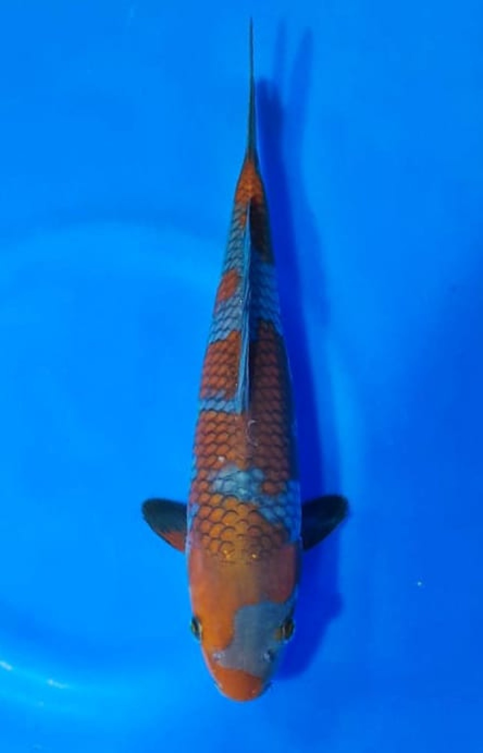 Juara 1
