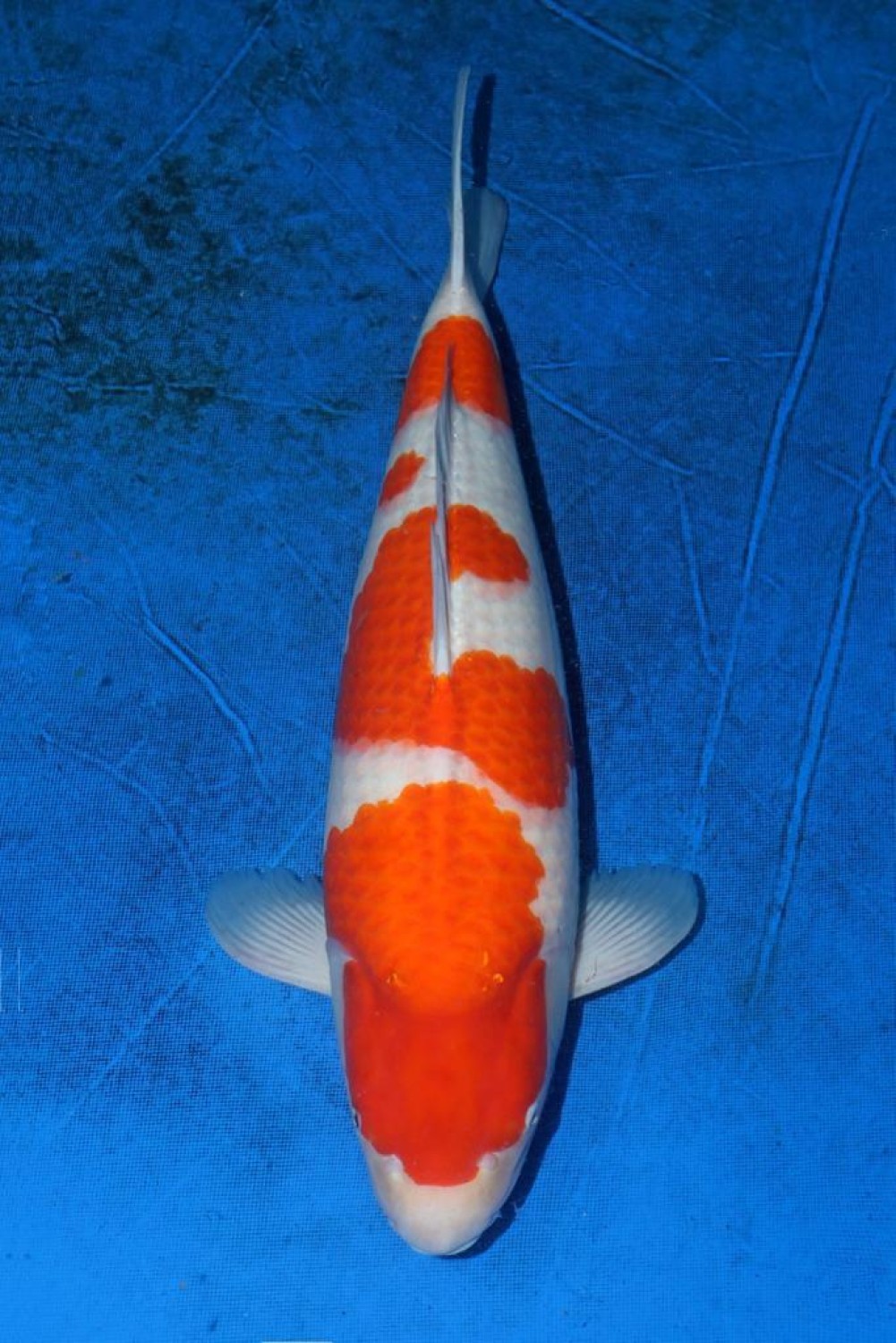 Juara 4
