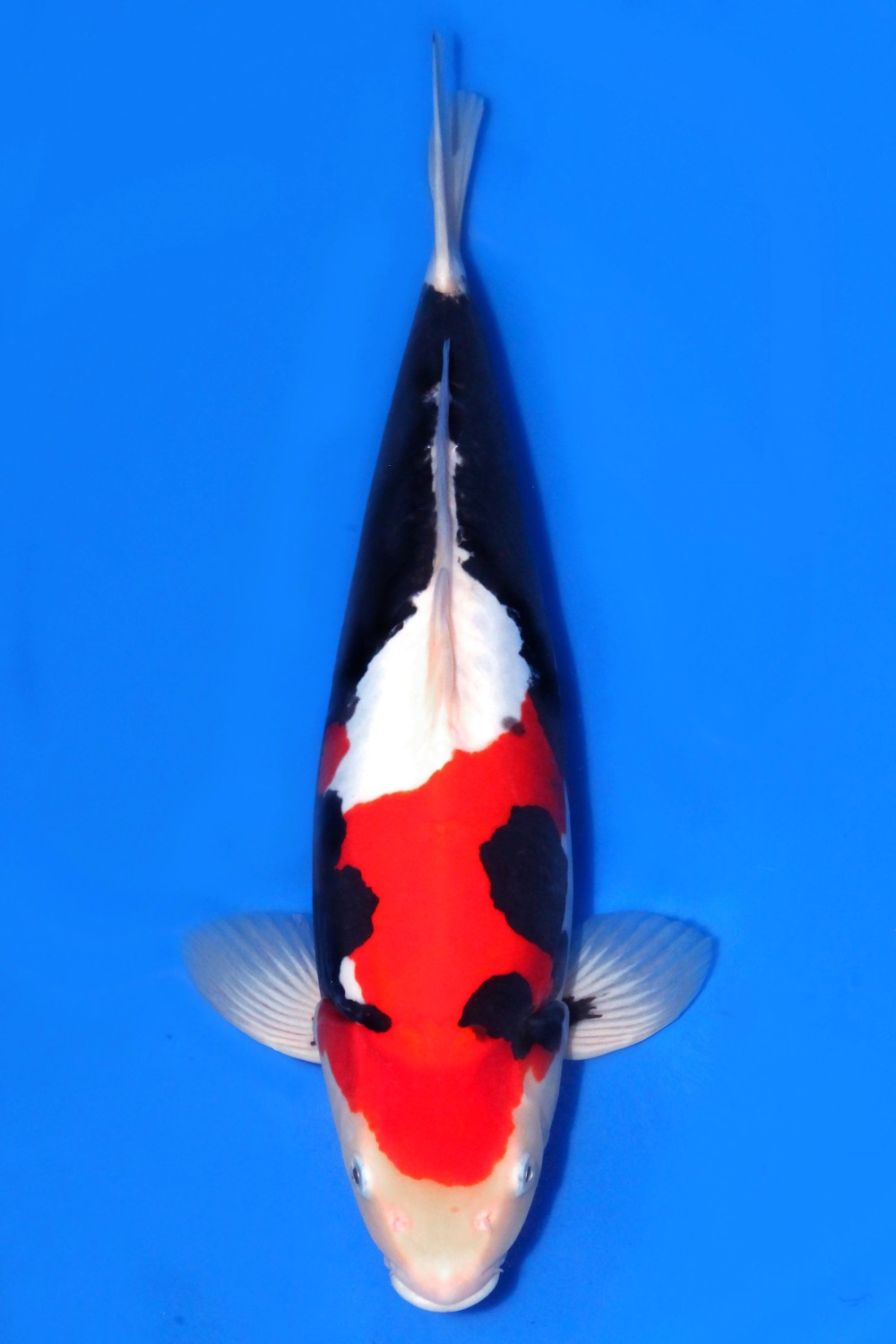 Juara 1