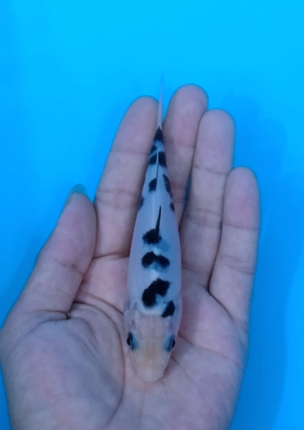 Juara 1