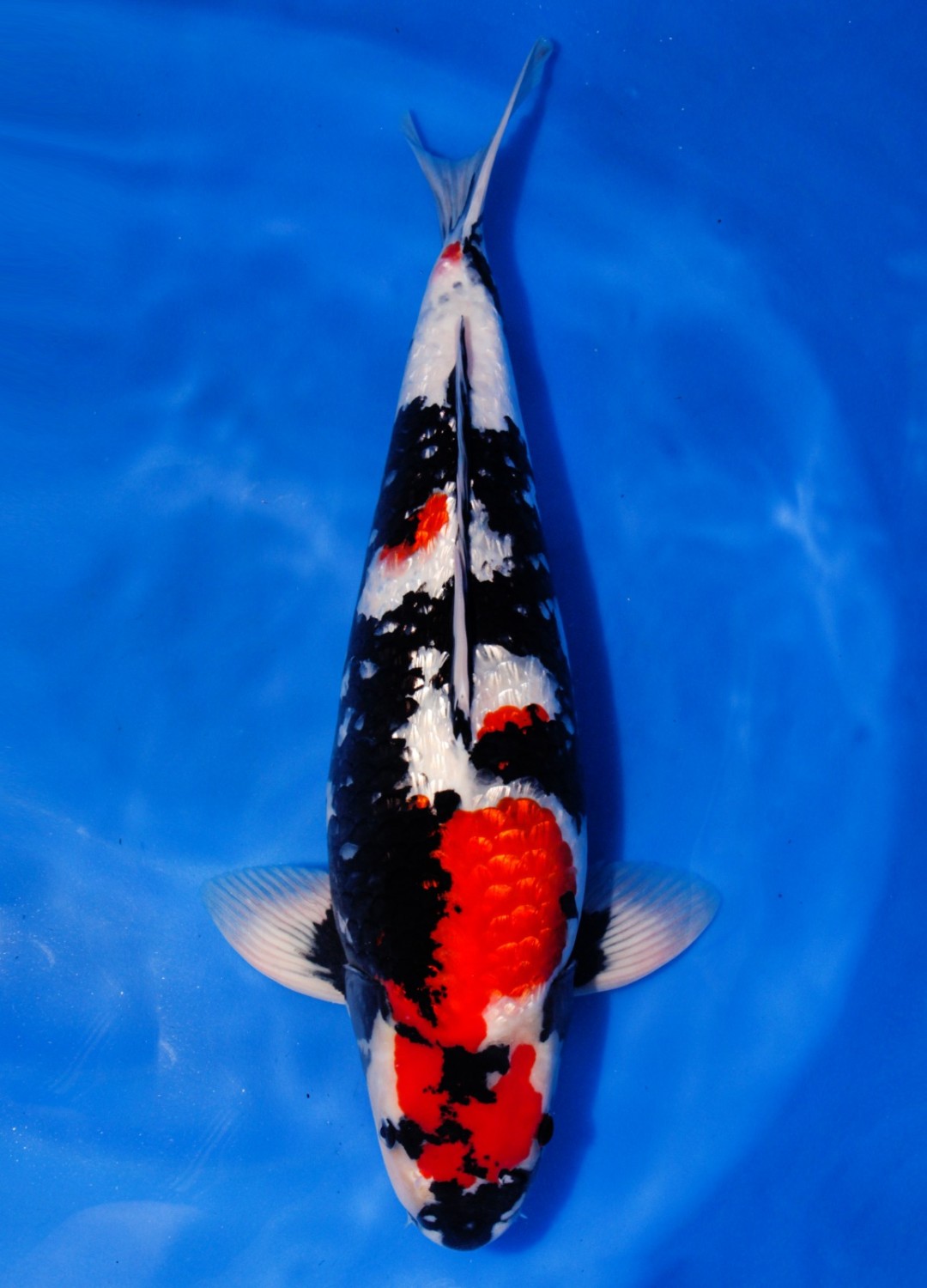 Juara 5