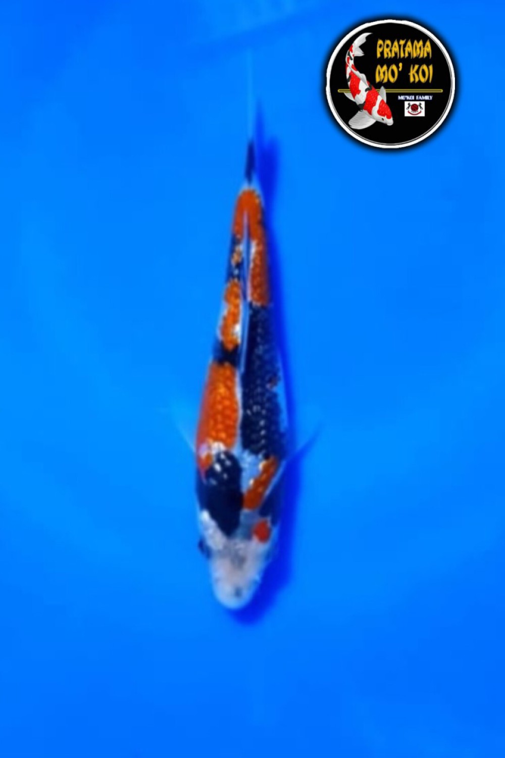 Juara 4