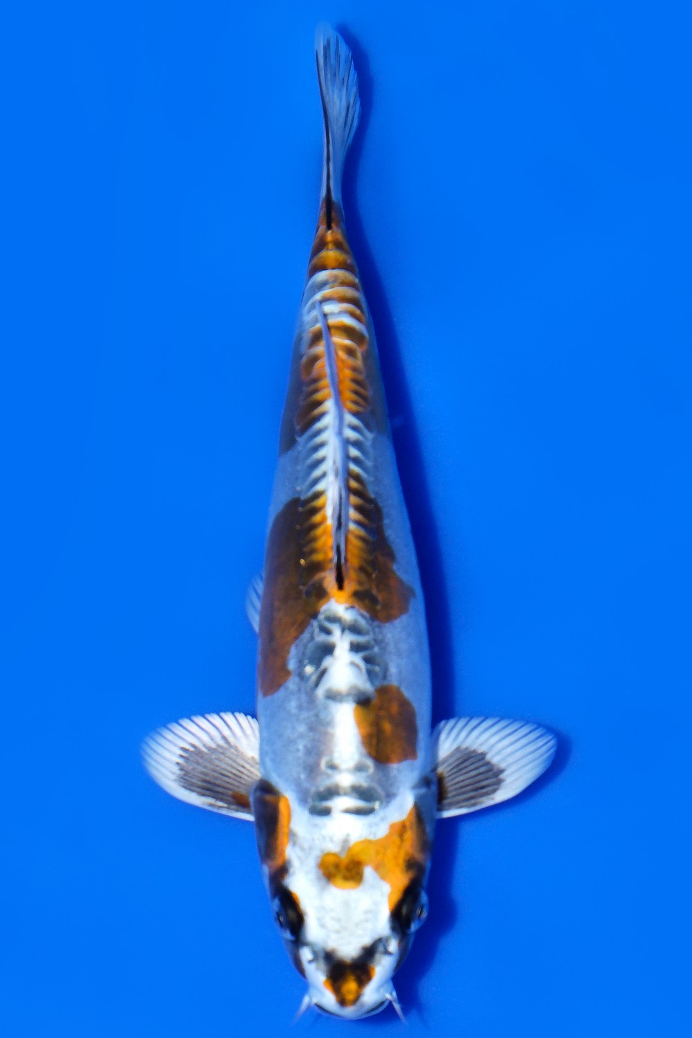 Juara 2