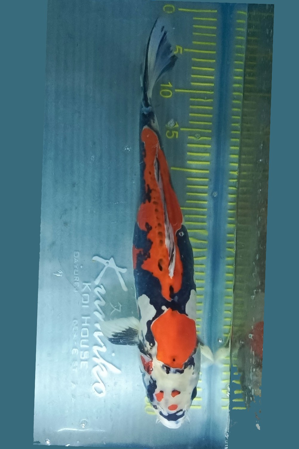 Juara 4