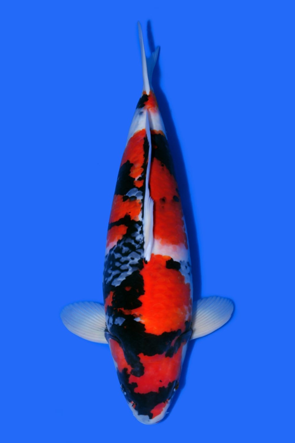 Juara 5