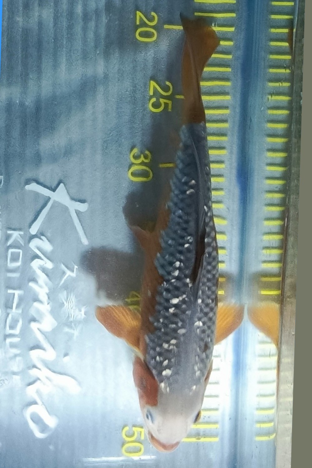 Juara 4