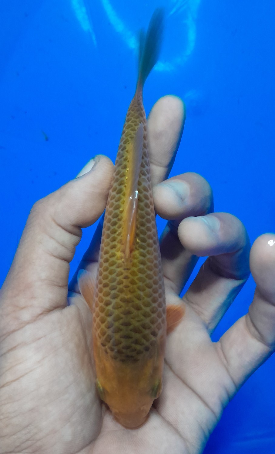 Juara 4