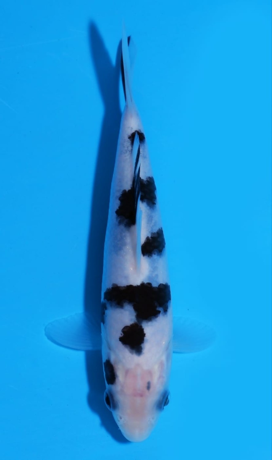 Juara 4