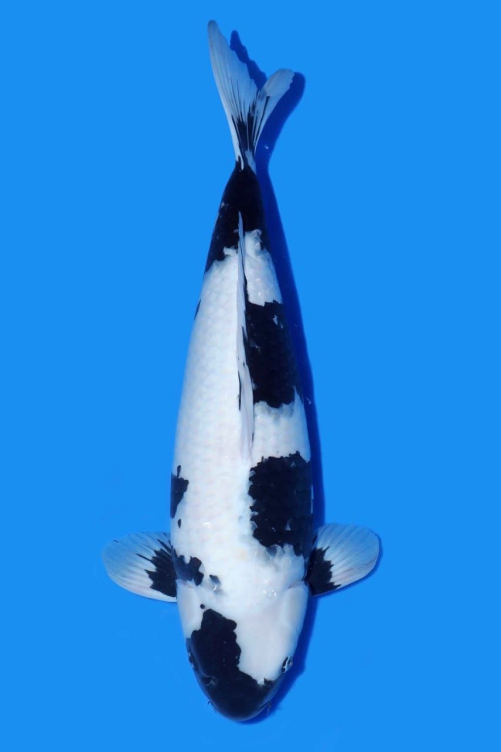 Juara 5