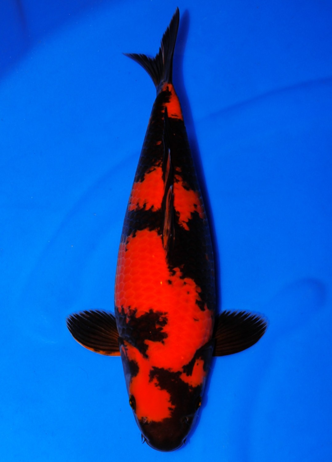 Juara 1