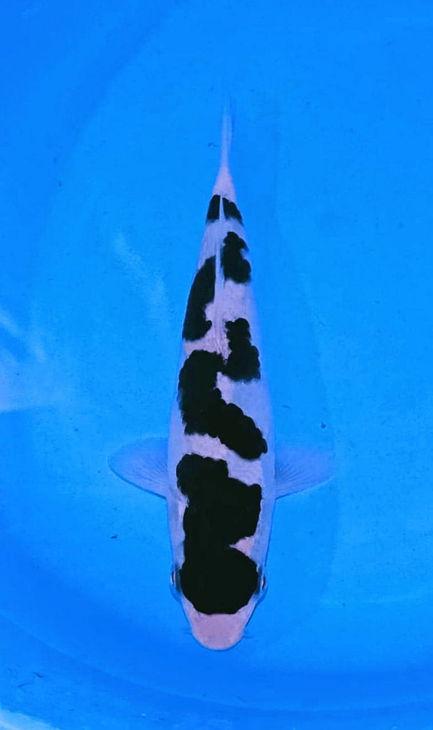 Best In Size C 13-15 cm