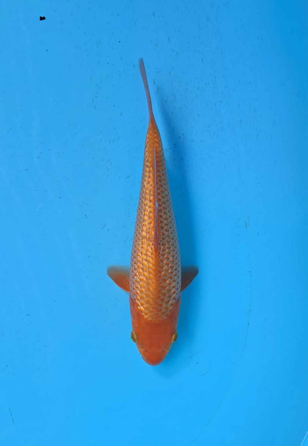 Juara 1
