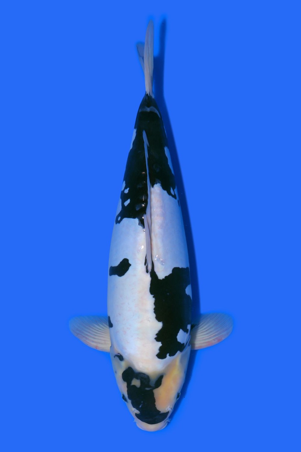 Juara 4