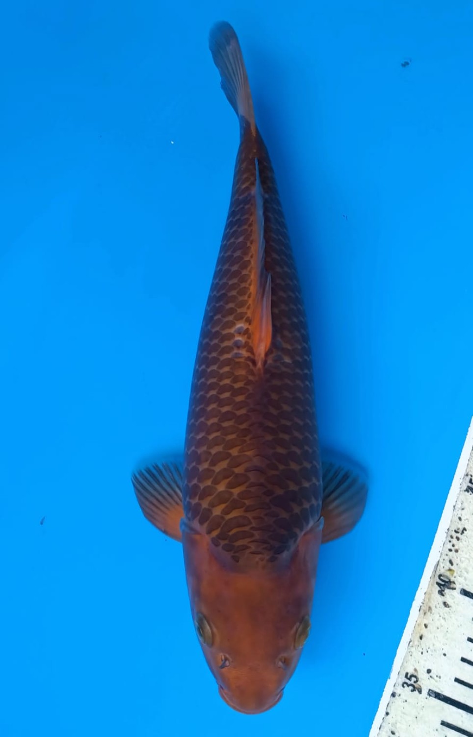 Juara 1