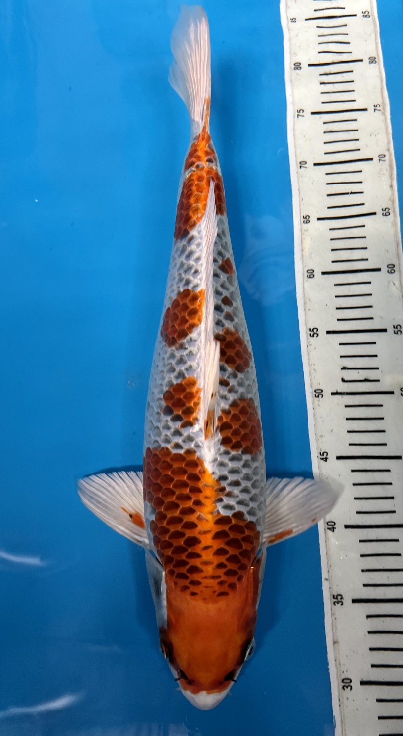 Juara 1