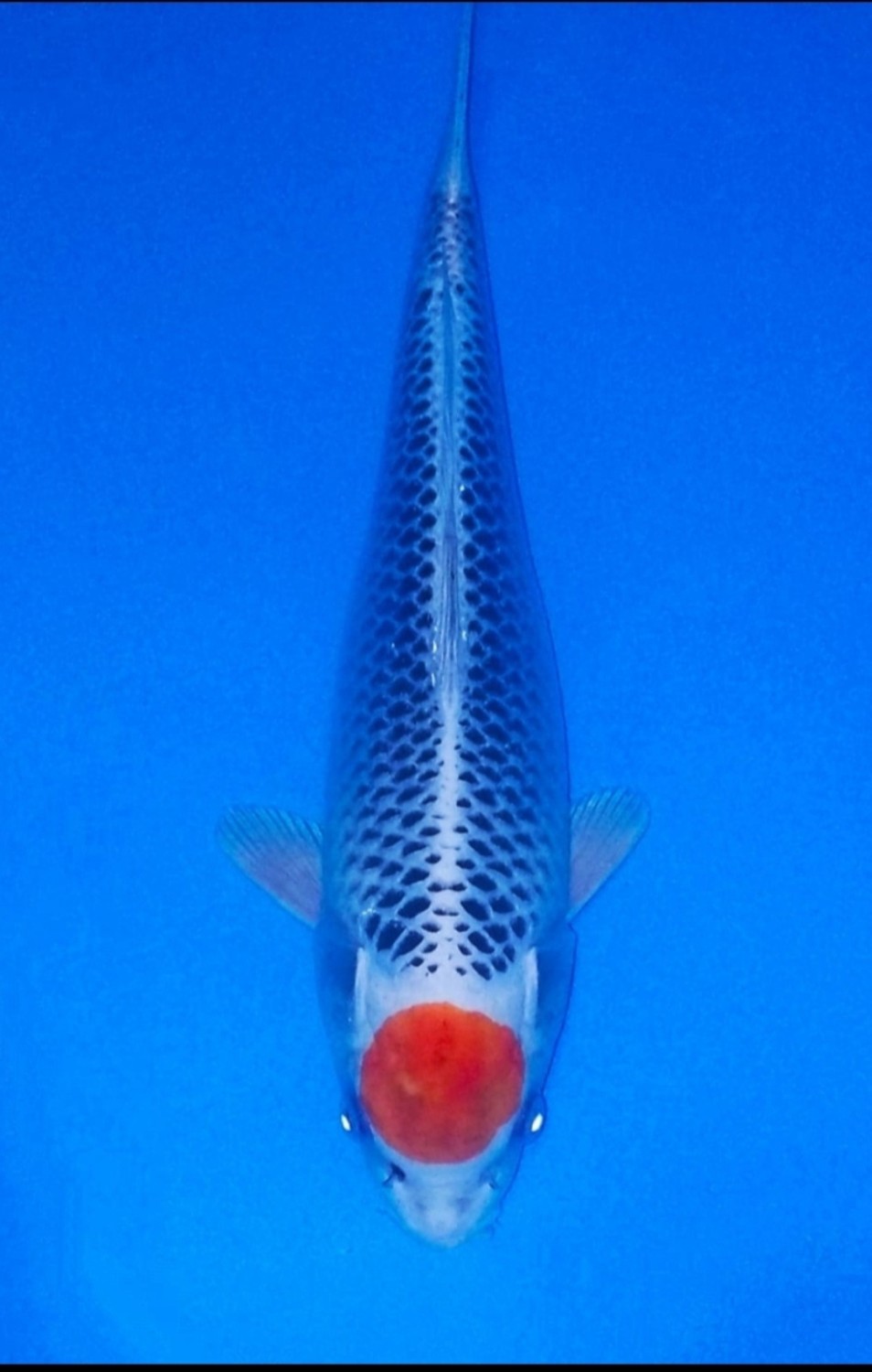 Juara 5